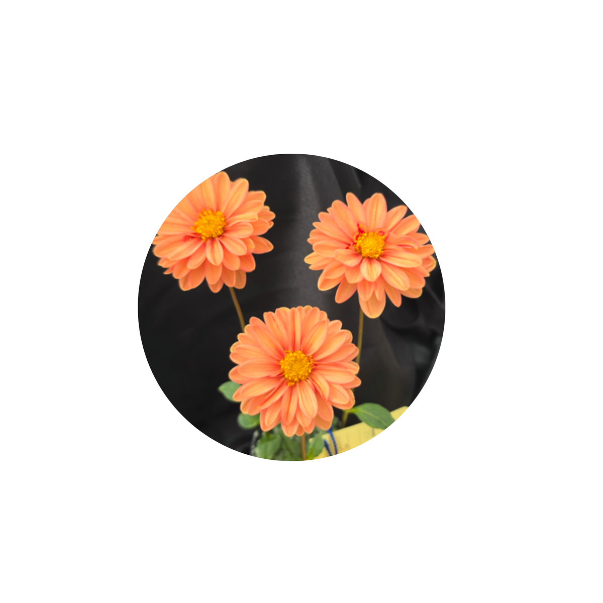 Coasters - Build Your Own Hexagon Dahlia Coaster Set (Free Holder when you buy 4 coasters)