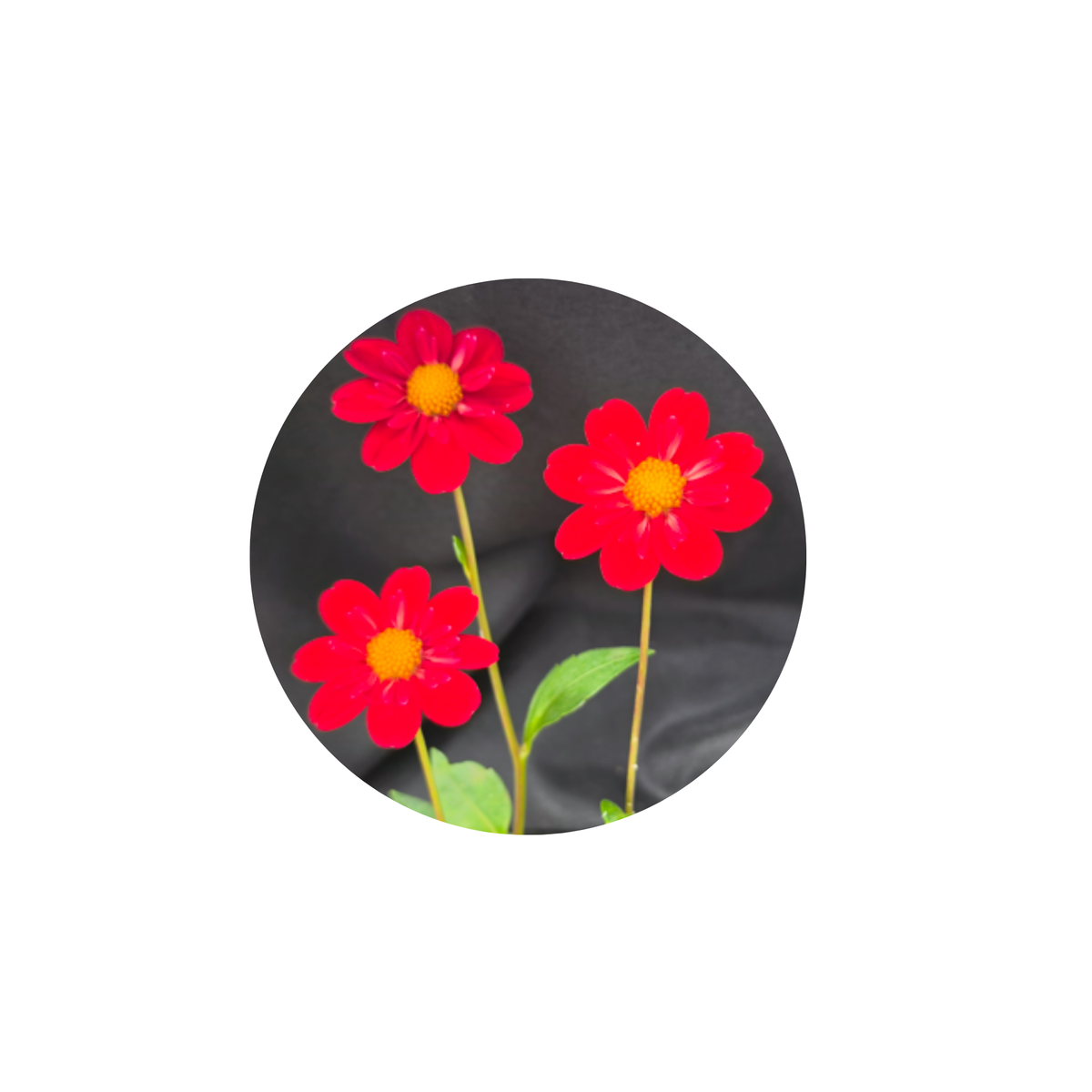 Coasters - Build Your Own Hexagon Dahlia Coaster Set (Free Holder when you buy 4 coasters)