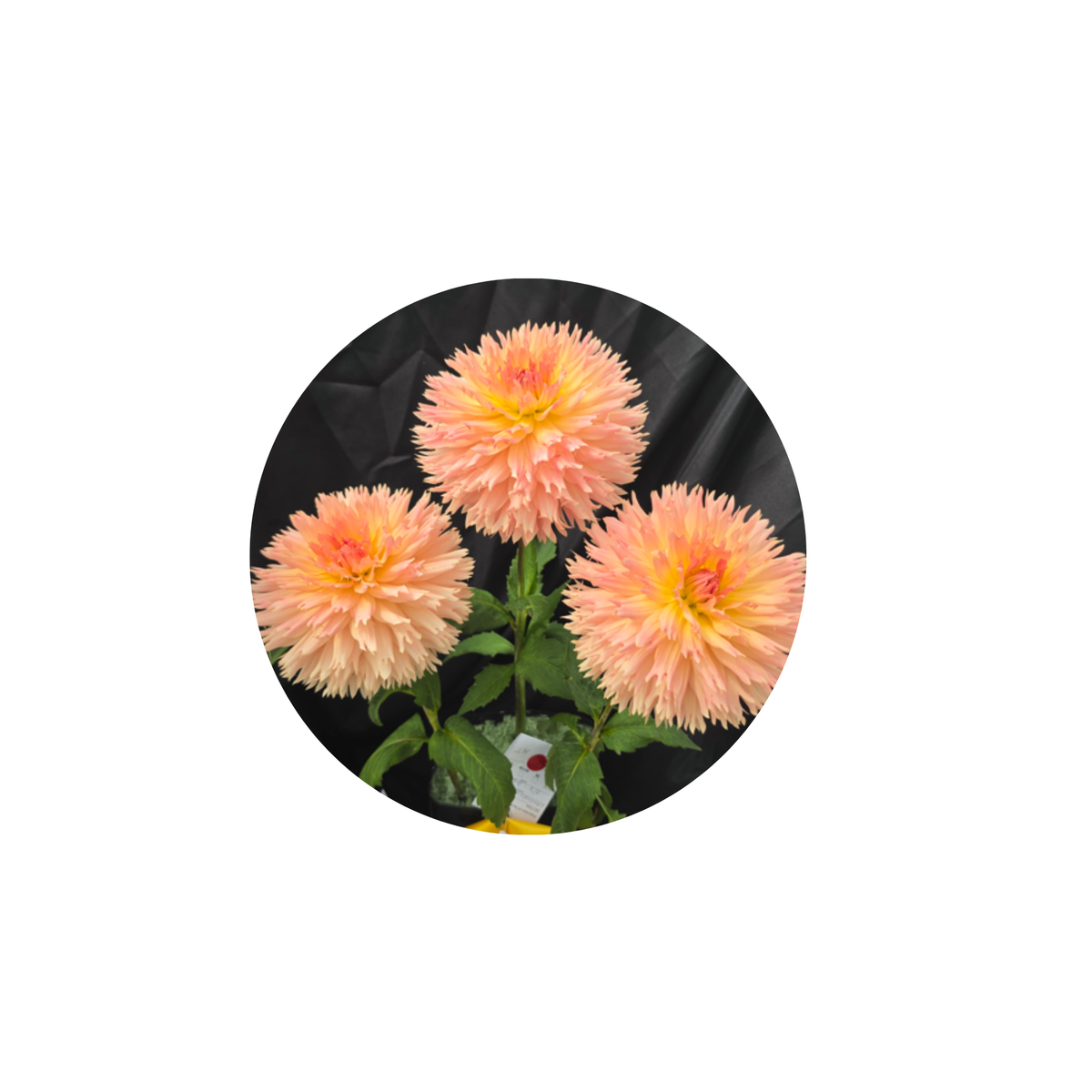 Coasters - Build Your Own Hexagon Dahlia Coaster Set (Free Holder when you buy 4 coasters)