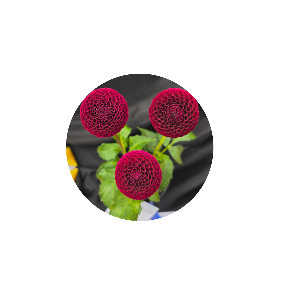 Coasters - Build Your Own Hexagon Dahlia Coaster Set (Free Holder when you buy 4 coasters)