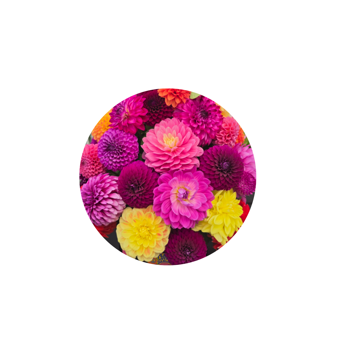 Coasters - Build Your Own Hexagon Dahlia Coaster Set (Free Holder when you buy 4 coasters)