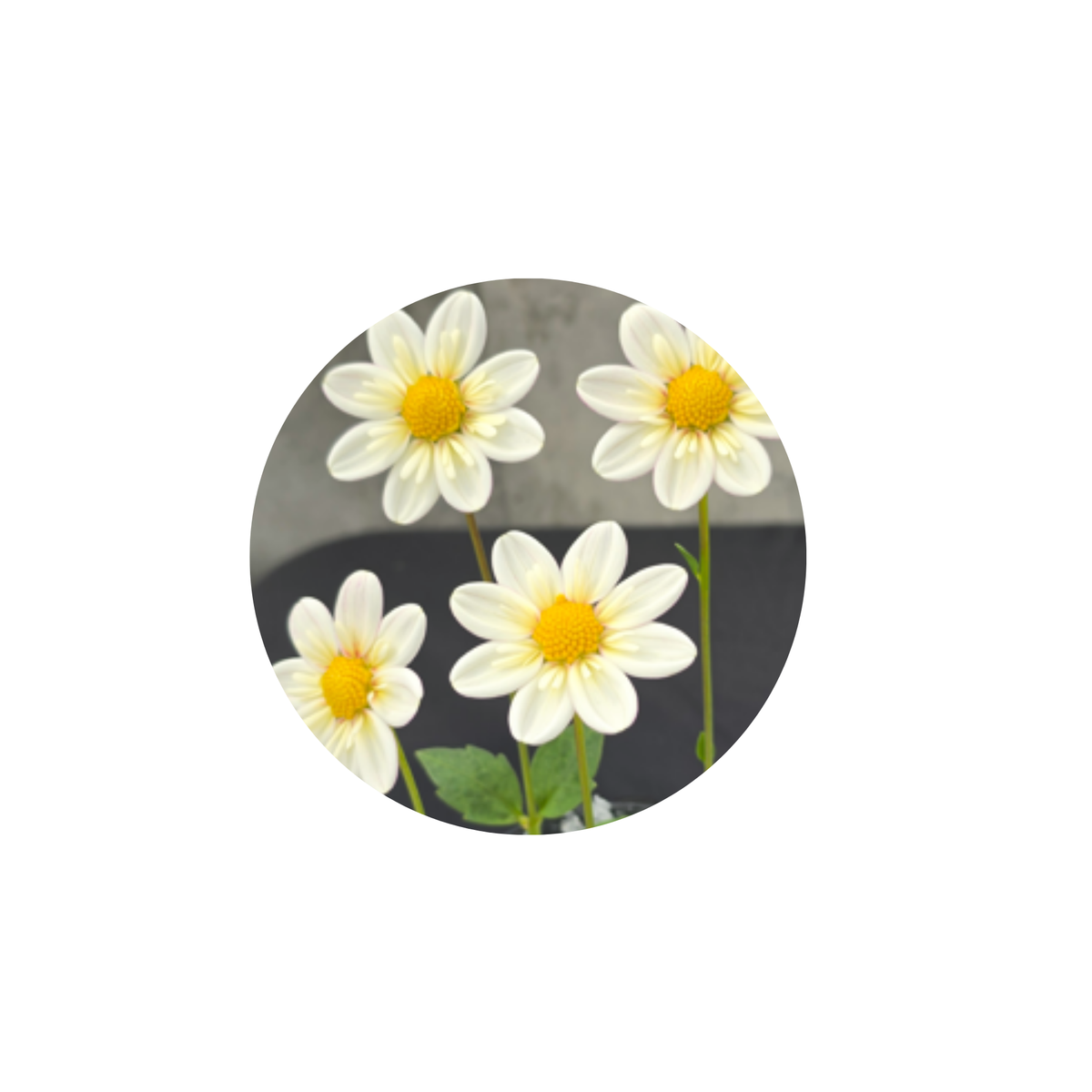 Coasters - Build Your Own Hexagon Dahlia Coaster Set (Free Holder when you buy 4 coasters)