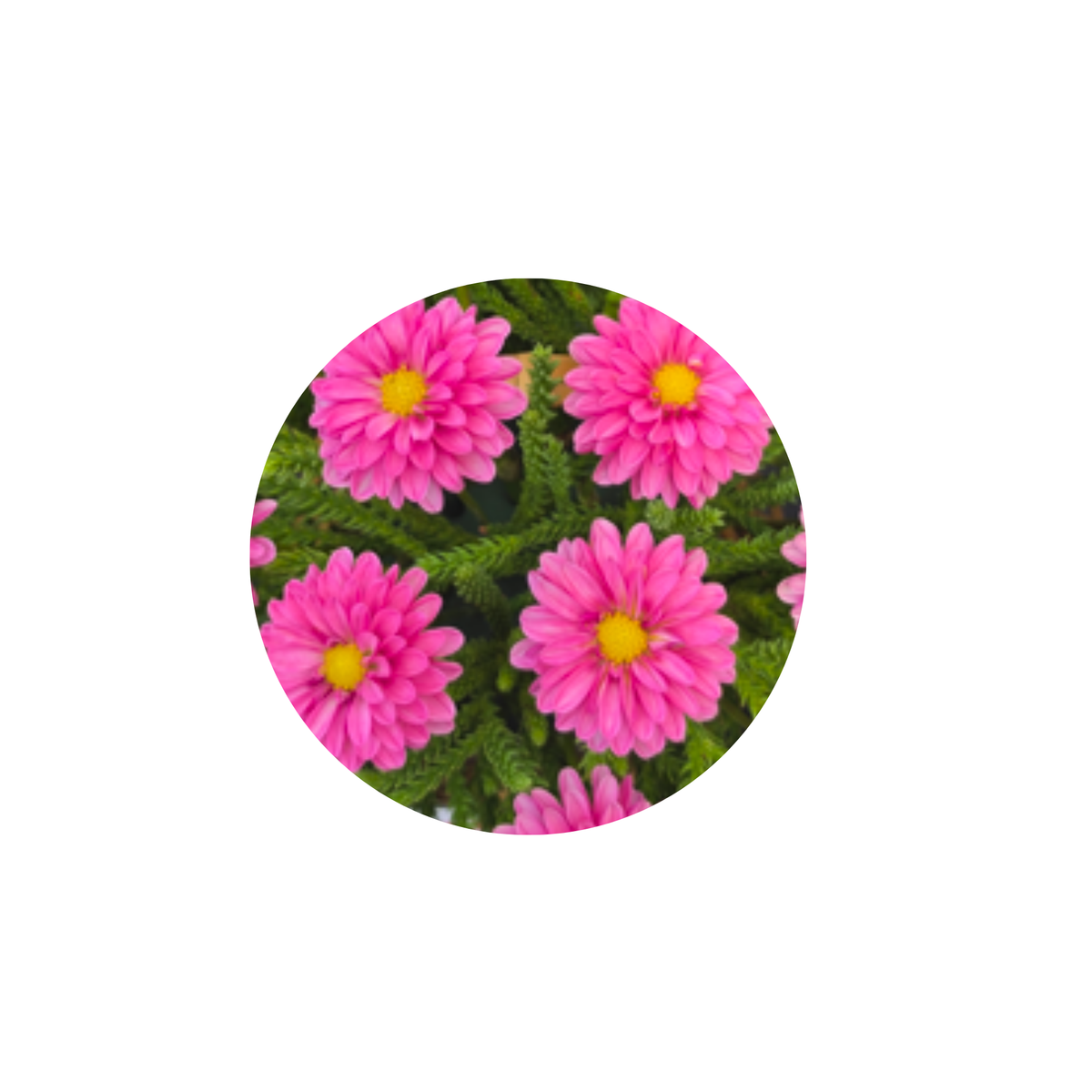Coasters - Build Your Own Hexagon Dahlia Coaster Set (Free Holder when you buy 4 coasters)