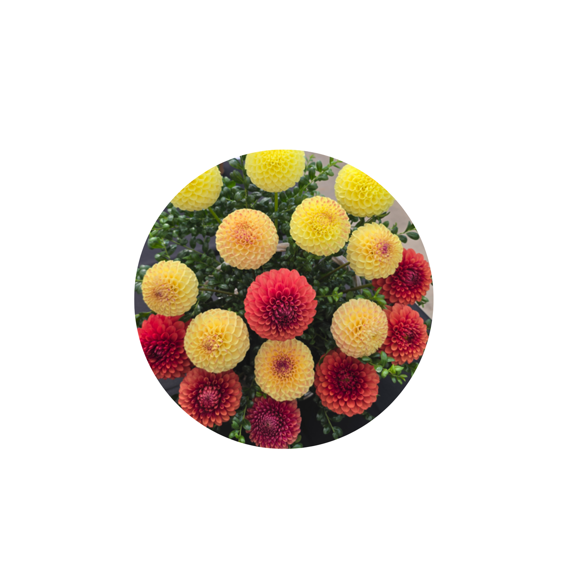 Coasters - Build Your Own Hexagon Dahlia Coaster Set (Free Holder when you buy 4 coasters)
