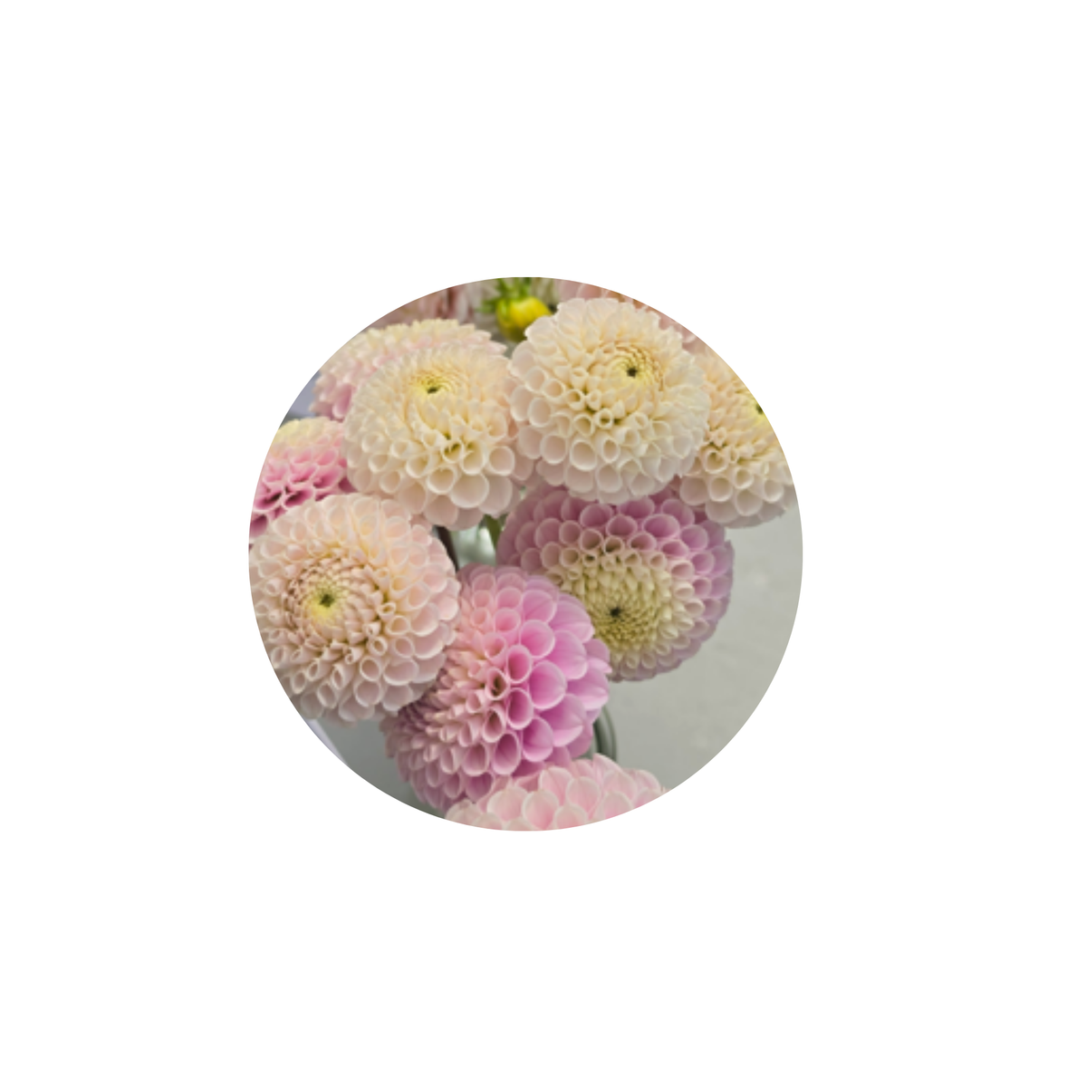 Coasters - Build Your Own Hexagon Dahlia Coaster Set (Free Holder when you buy 4 coasters)