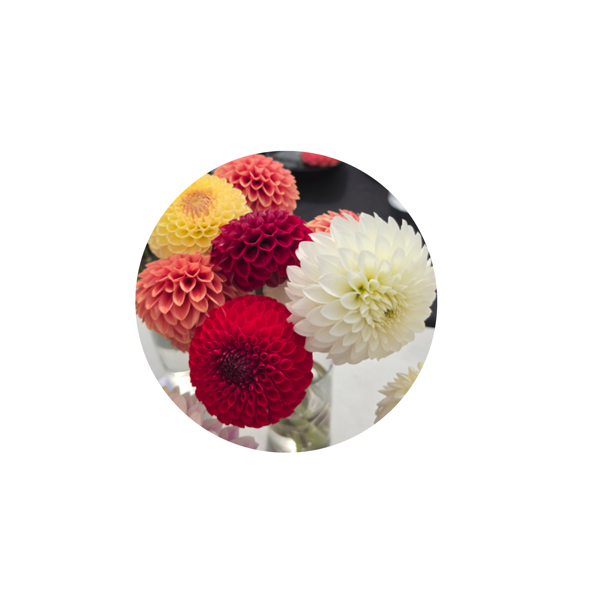 Coasters - Build Your Own Hexagon Dahlia Coaster Set (Free Holder when you buy 4 coasters)