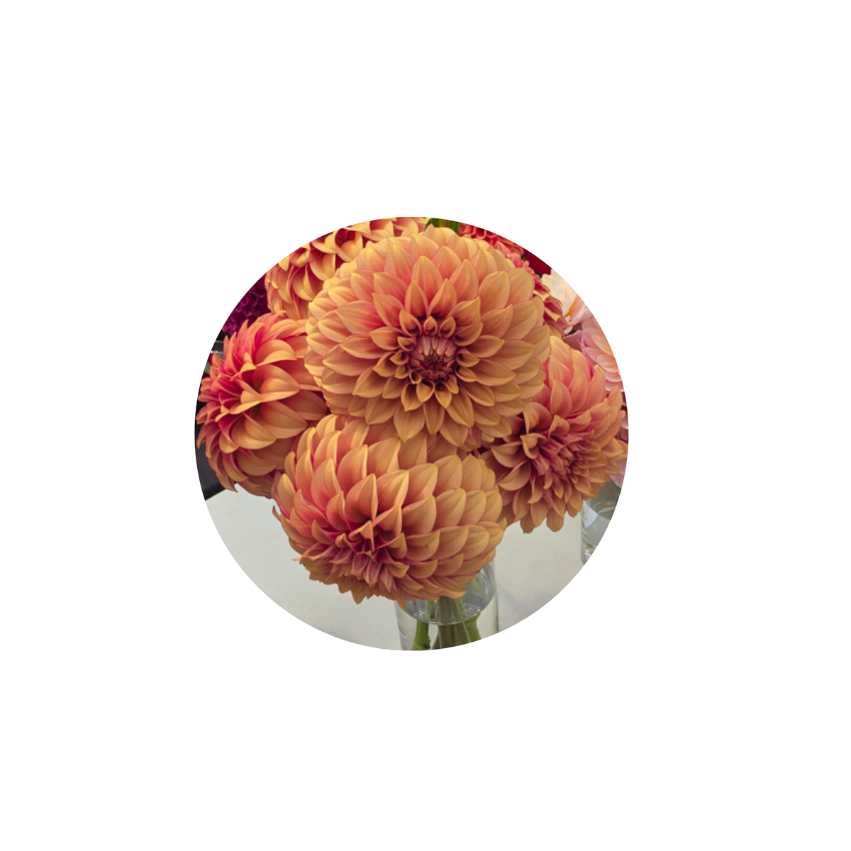 Coasters - Build Your Own Hexagon Dahlia Coaster Set (Free Holder when you buy 4 coasters)