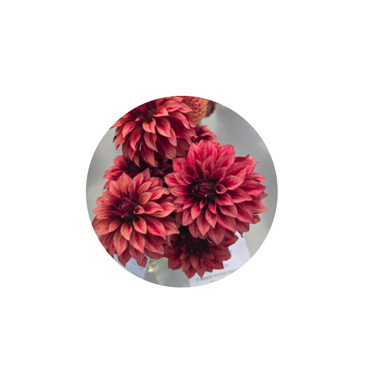 Coasters - Build Your Own Hexagon Dahlia Coaster Set (Free Holder when you buy 4 coasters)