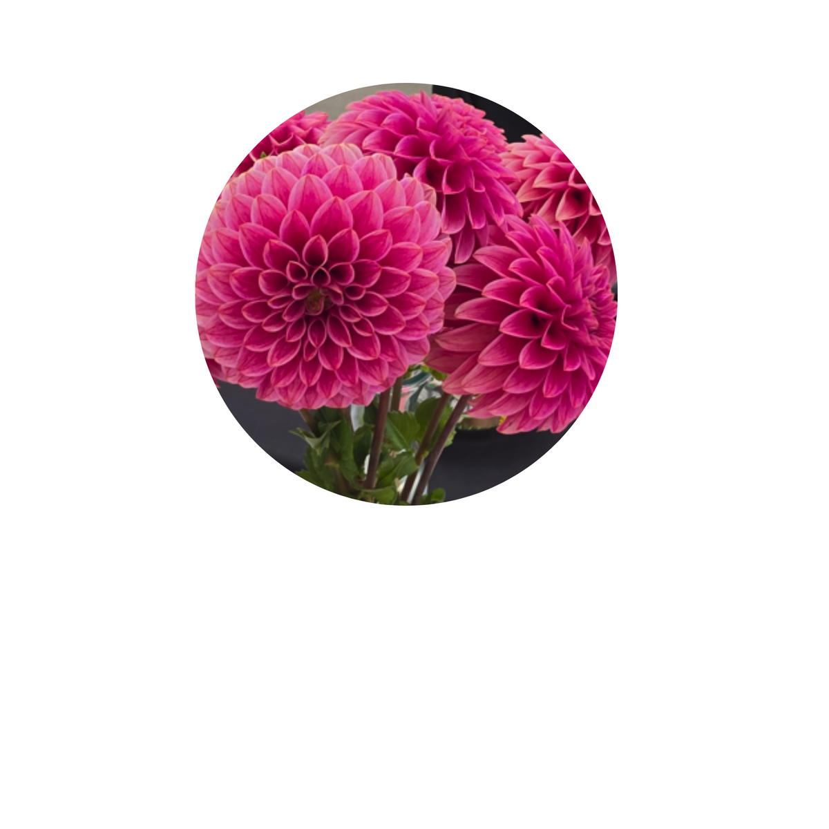 Coasters - Build Your Own Hexagon Dahlia Coaster Set (Free Holder when you buy 4 coasters)