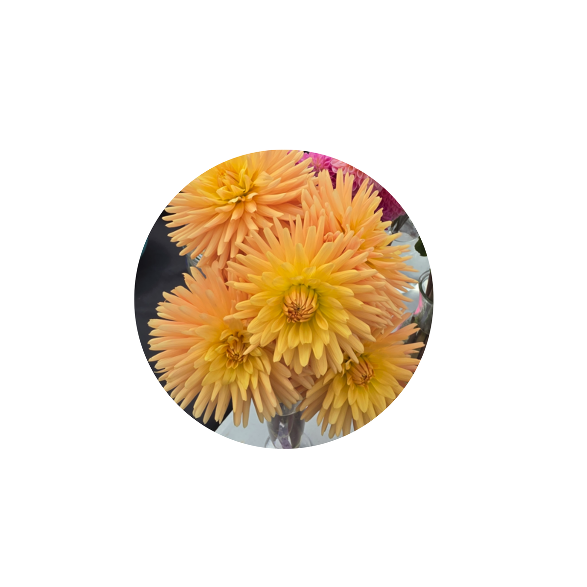Coasters - Build Your Own Hexagon Dahlia Coaster Set (Free Holder when you buy 4 coasters)