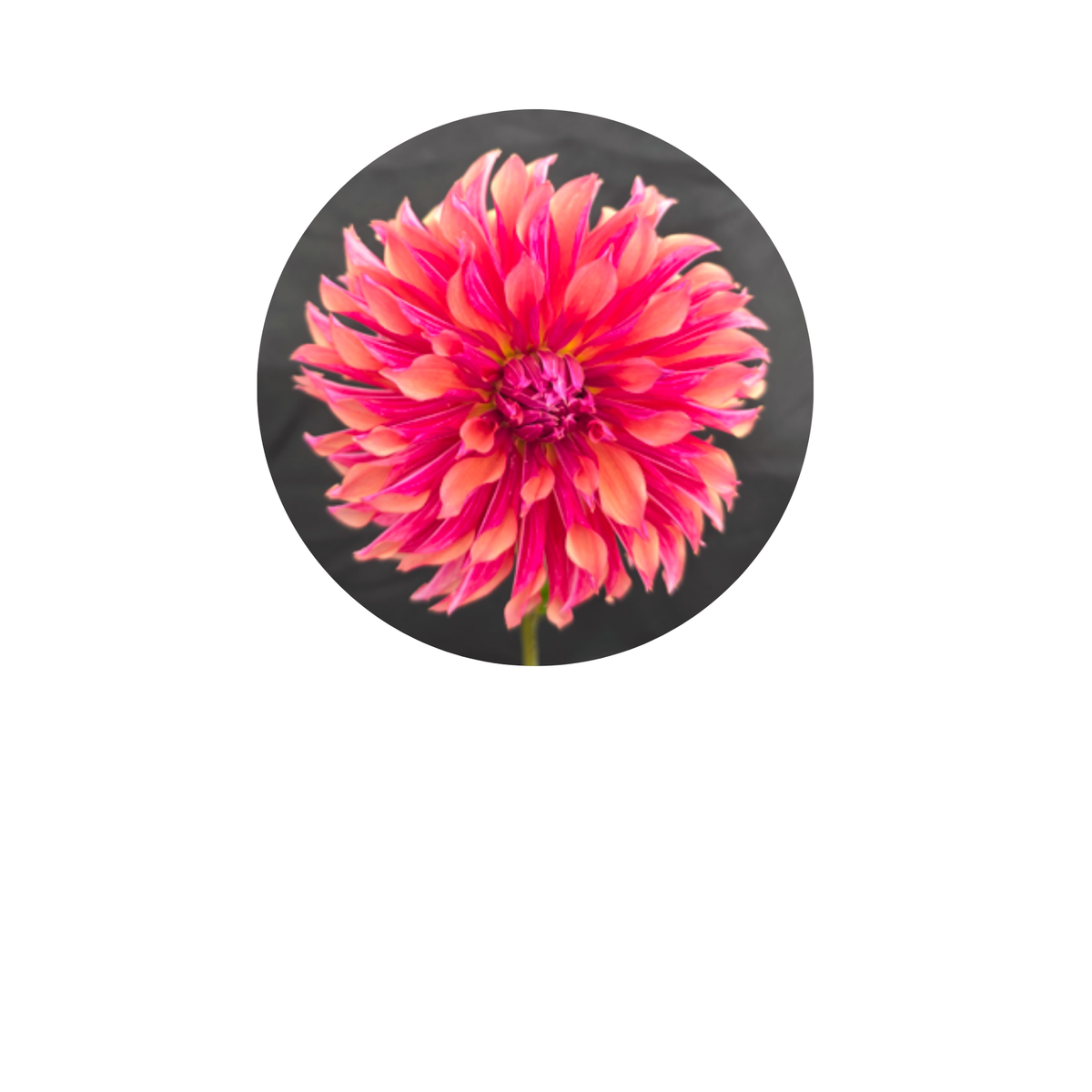 Coasters - Build Your Own Hexagon Dahlia Coaster Set (Free Holder when you buy 4 coasters)