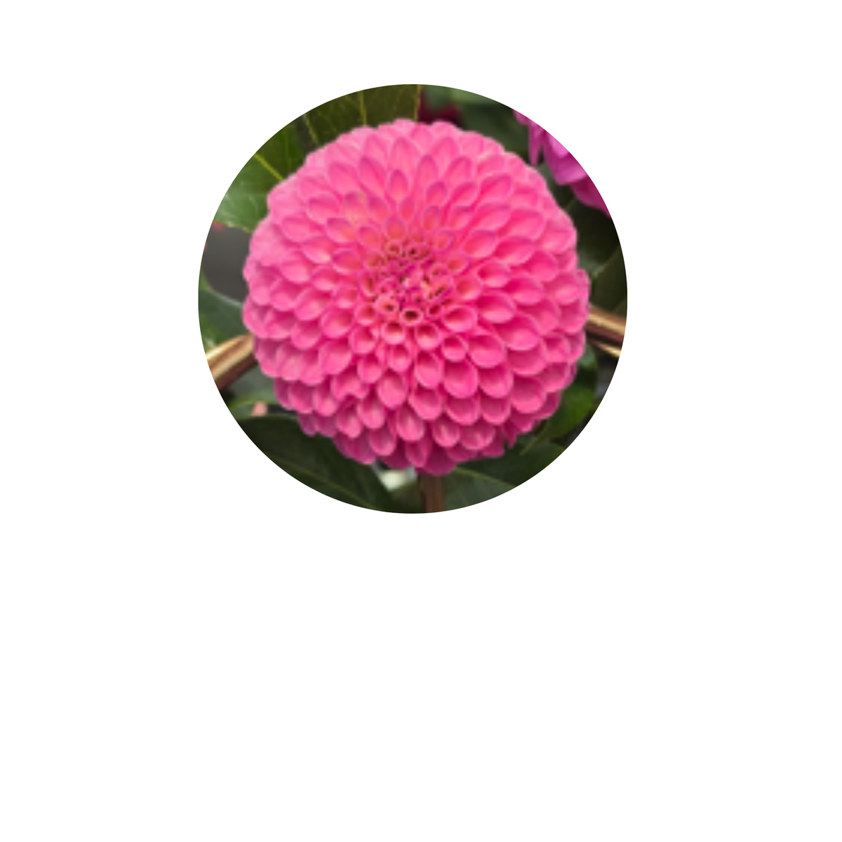Coasters - Build Your Own Hexagon Dahlia Coaster Set (Free Holder when you buy 4 coasters)