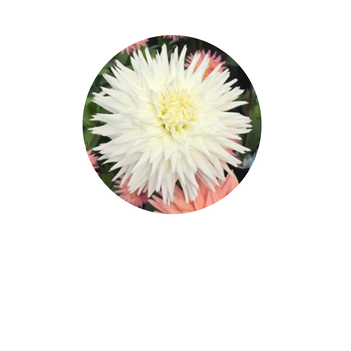 Coasters - Build Your Own Hexagon Dahlia Coaster Set (Free Holder when you buy 4 coasters)