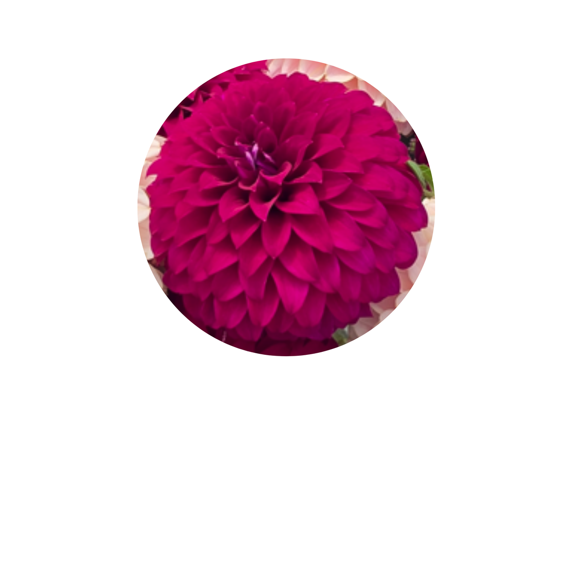 Coasters - Build Your Own Hexagon Dahlia Coaster Set (Free Holder when you buy 4 coasters)