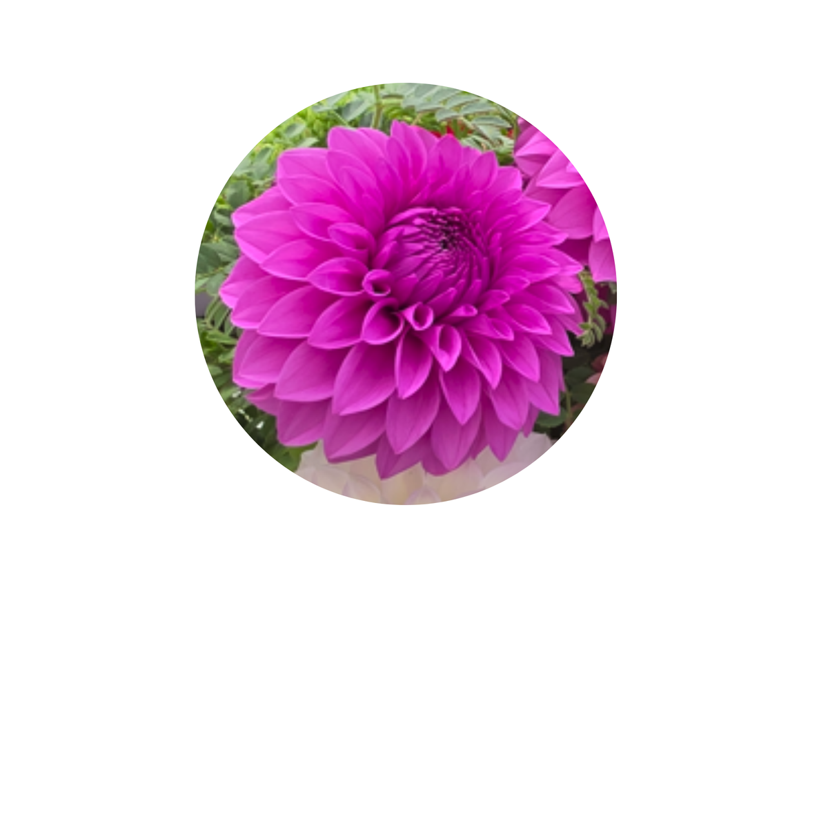 Coasters - Build Your Own Hexagon Dahlia Coaster Set (Free Holder when you buy 4 coasters)