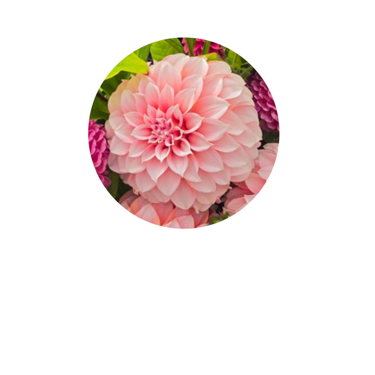 Coasters 🏵️Dahlia Bloom | Colorful Floral Home Decor 4"