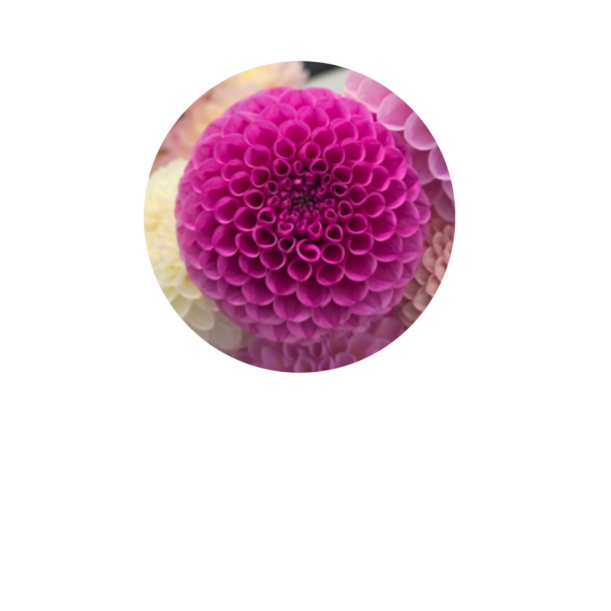 Coasters - Build Your Own Hexagon Dahlia Coaster Set (Free Holder when you buy 4 coasters)