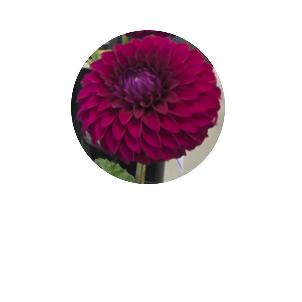 Coasters - Build Your Own Hexagon Dahlia Coaster Set (Free Holder when you buy 4 coasters)