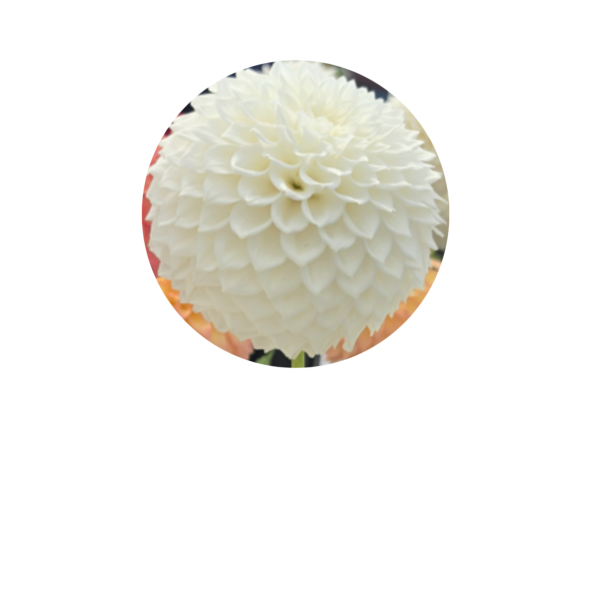 Coasters - Build Your Own Hexagon Dahlia Coaster Set (Free Holder when you buy 4 coasters)