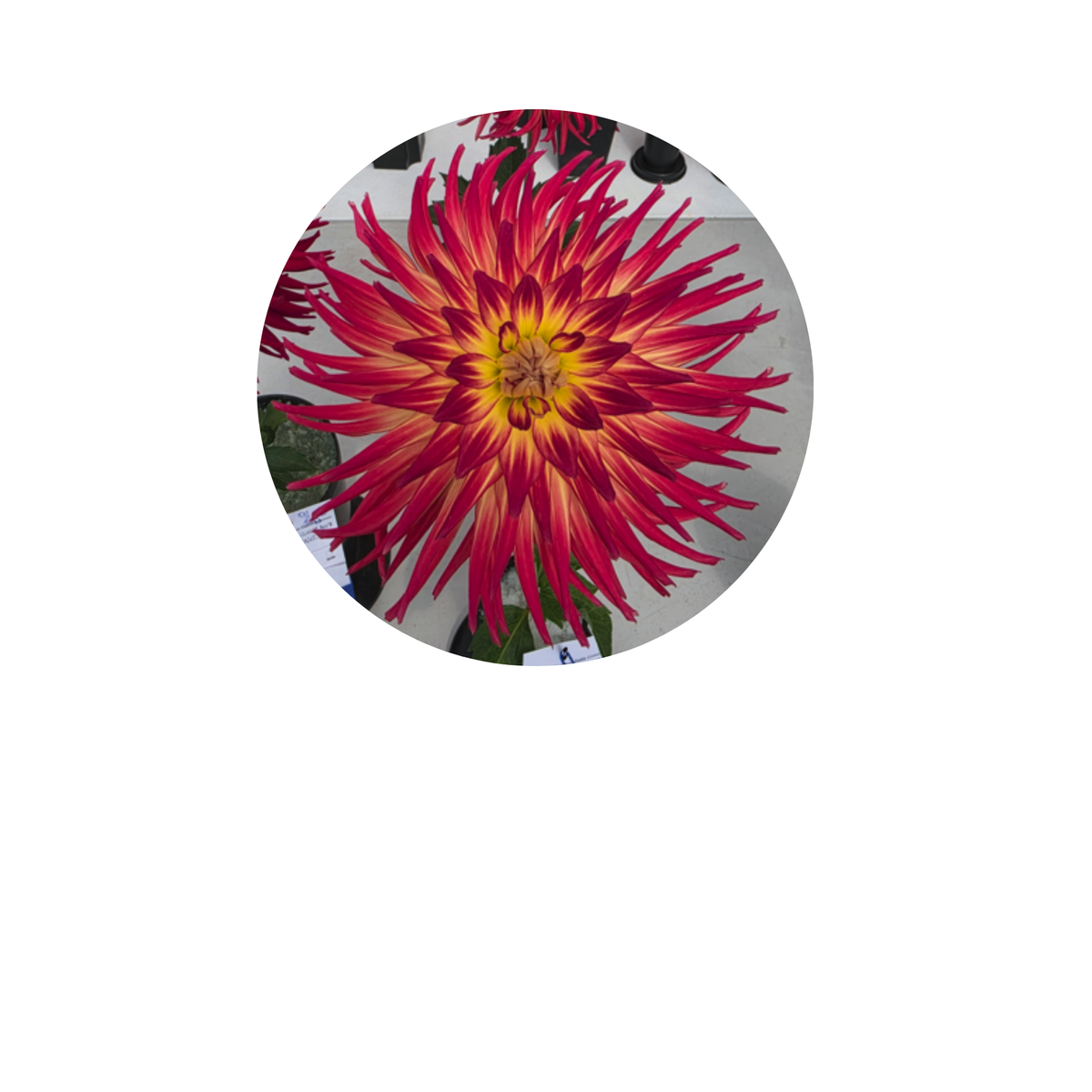Coasters - Build Your Own Hexagon Dahlia Coaster Set (Free Holder when you buy 4 coasters)