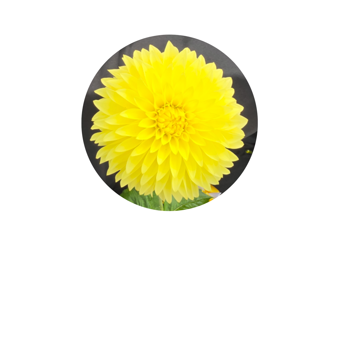 Coasters - Build Your Own Hexagon Dahlia Coaster Set (Free Holder when you buy 4 coasters)