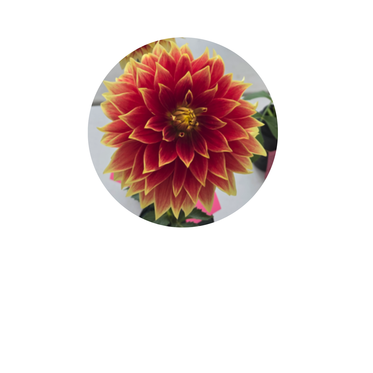 Coasters - Build Your Own Hexagon Dahlia Coaster Set (Free Holder when you buy 4 coasters)
