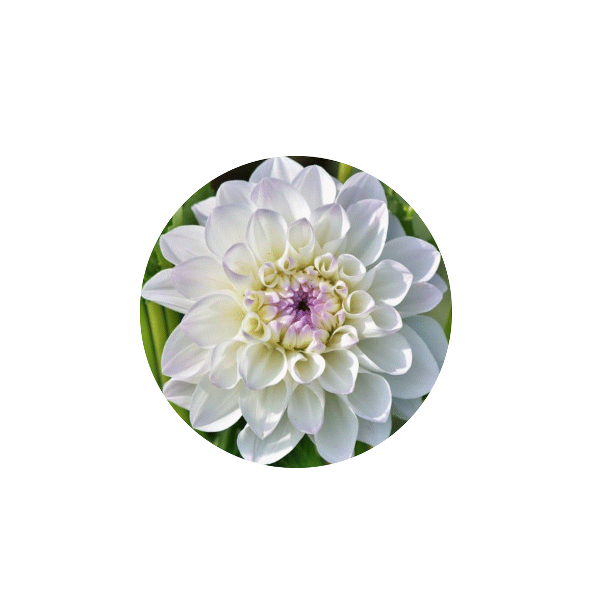 Coasters - Build Your Own Hexagon Dahlia Coaster Set (Free Holder when you buy 4 coasters)
