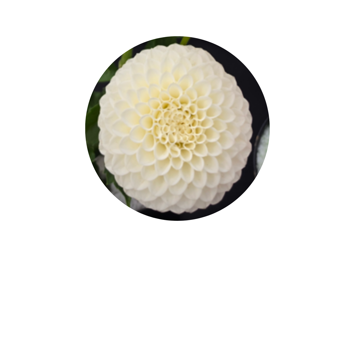 Coasters - Build Your Own Hexagon Dahlia Coaster Set (Free Holder when you buy 4 coasters)