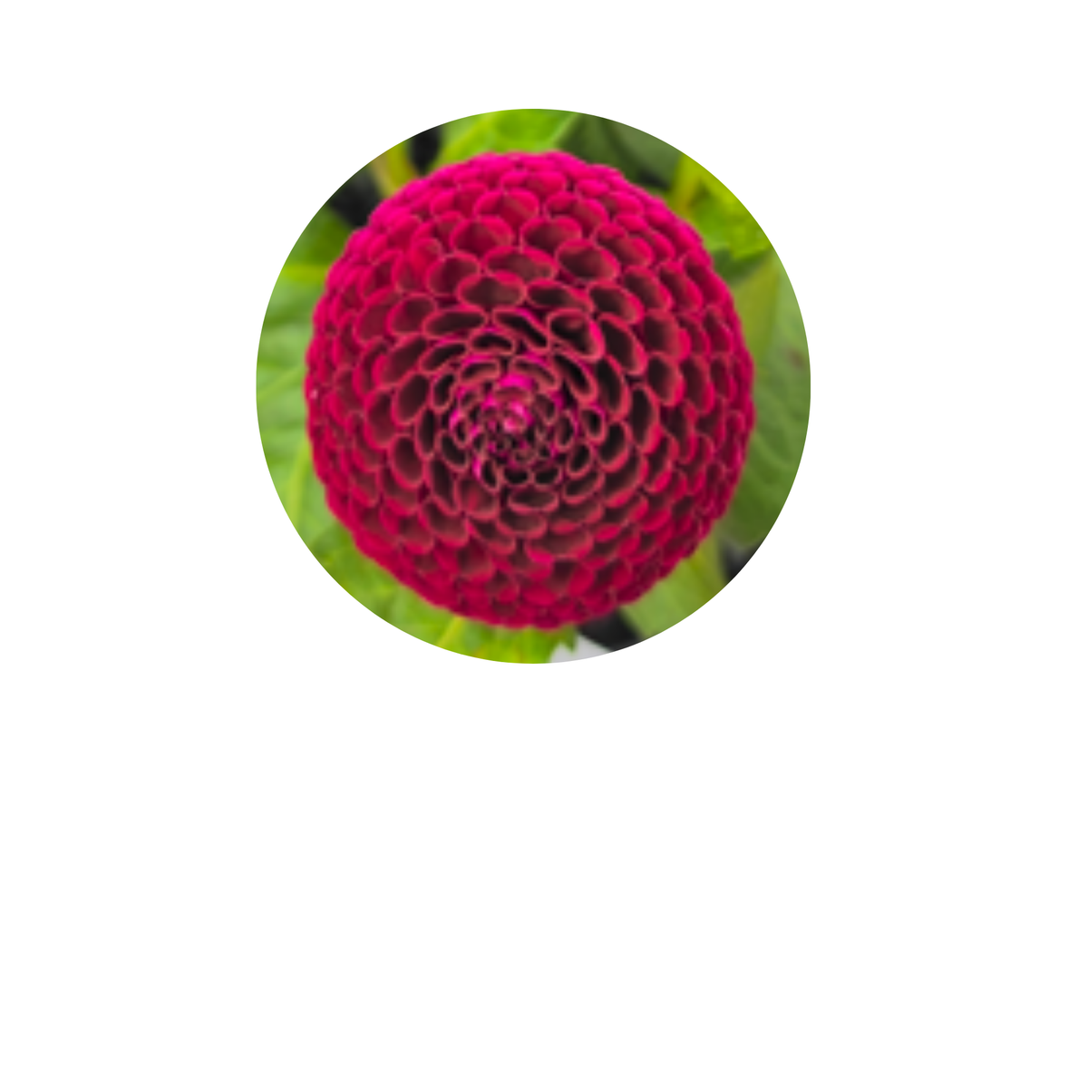 Coasters - Build Your Own Hexagon Dahlia Coaster Set (Free Holder when you buy 4 coasters)