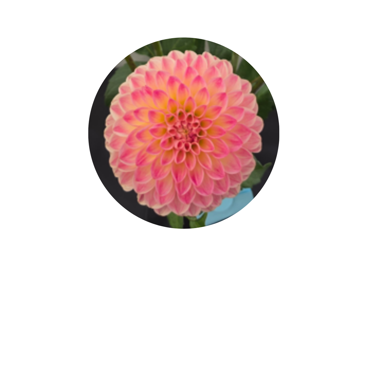 Coasters - Build Your Own Hexagon Dahlia Coaster Set (Free Holder when you buy 4 coasters)
