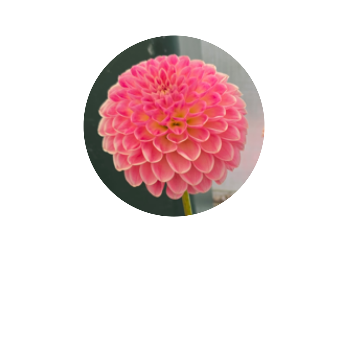 Coasters - Build Your Own Hexagon Dahlia Coaster Set (Free Holder when you buy 4 coasters)