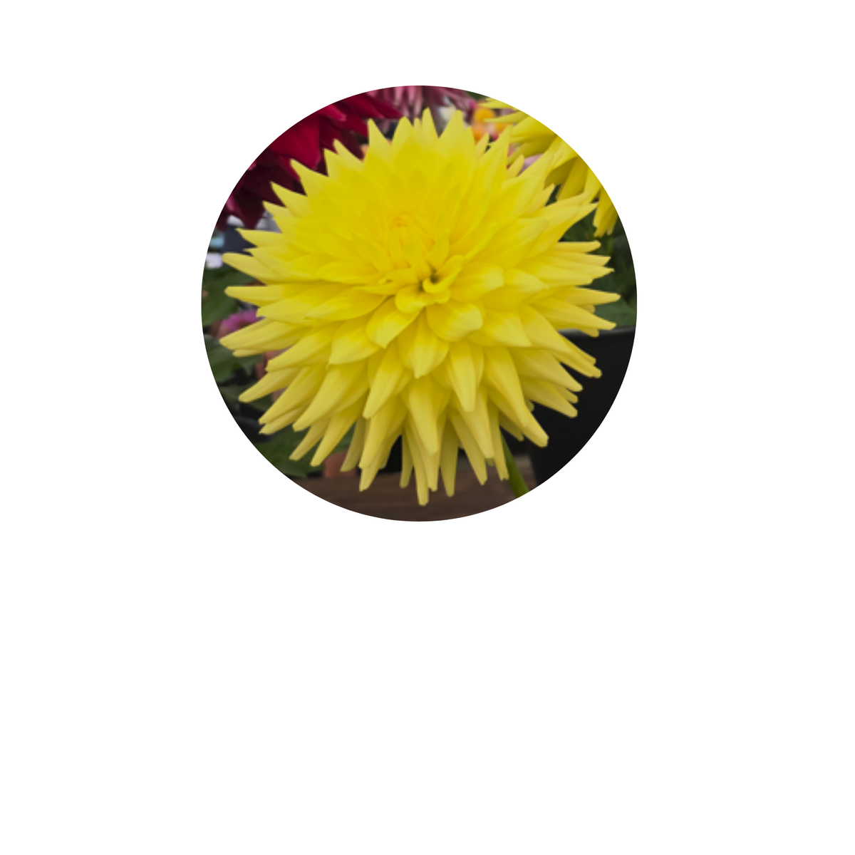 Coasters - Build Your Own Hexagon Dahlia Coaster Set (Free Holder when you buy 4 coasters)