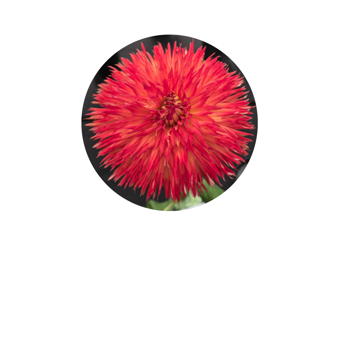 Coasters - Build Your Own Hexagon Dahlia Coaster Set (Free Holder when you buy 4 coasters)