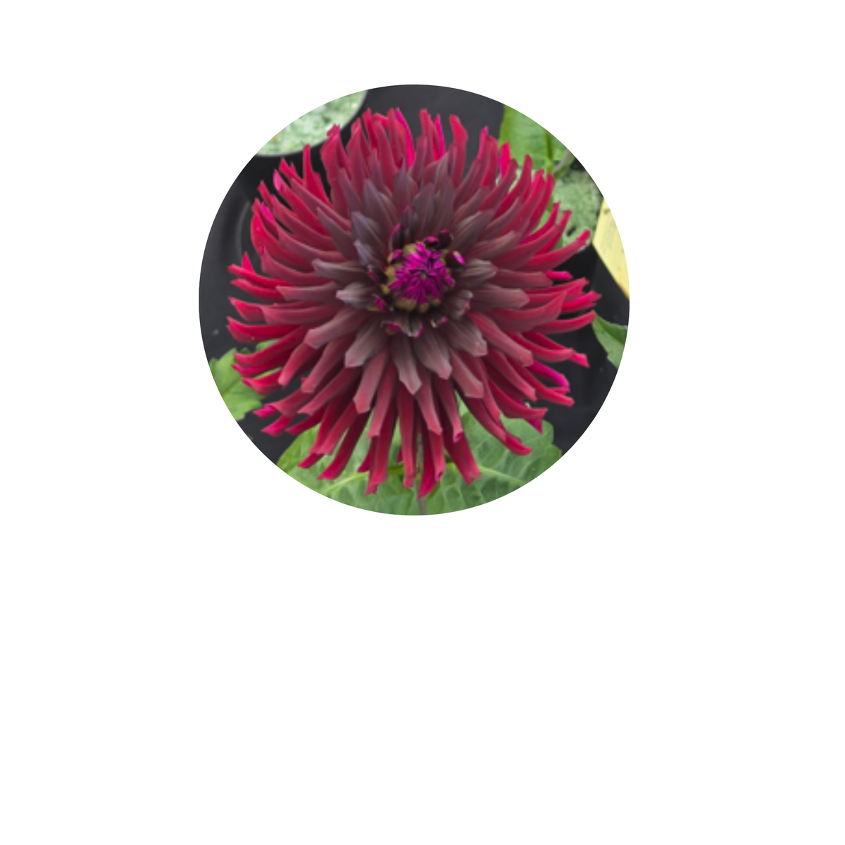 Coasters - Build Your Own Hexagon Dahlia Coaster Set (Free Holder when you buy 4 coasters)