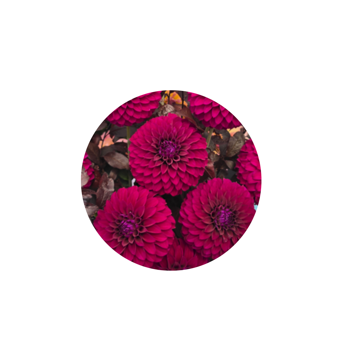Coasters - Build Your Own Hexagon Dahlia Coaster Set (Free Holder when you buy 4 coasters)